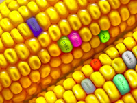 Les produits monsanto : OGM